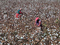 Farmers harvest cotton in Yangliuxue town, Bincheng District, Binzhou city, East China's Shandong province, on October 11, 2024. (