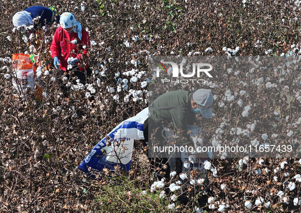 Farmers harvest cotton in Yangliuxue town, Bincheng District, Binzhou city, East China's Shandong province, on October 11, 2024. 