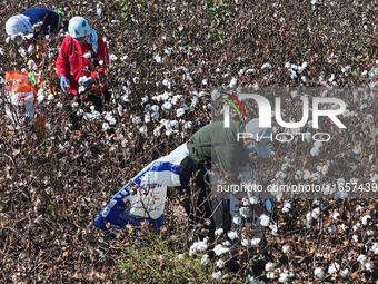 Farmers harvest cotton in Yangliuxue town, Bincheng District, Binzhou city, East China's Shandong province, on October 11, 2024. (