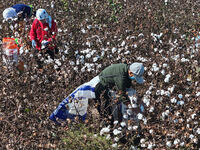 Farmers harvest cotton in Yangliuxue town, Bincheng District, Binzhou city, East China's Shandong province, on October 11, 2024. (