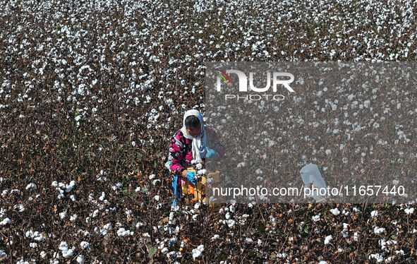 Farmers harvest cotton in Yangliuxue town, Bincheng District, Binzhou city, East China's Shandong province, on October 11, 2024. 