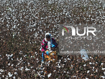 Farmers harvest cotton in Yangliuxue town, Bincheng District, Binzhou city, East China's Shandong province, on October 11, 2024. (