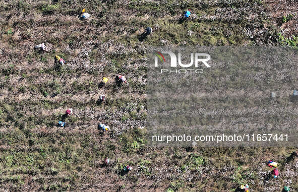 Farmers harvest cotton in Yangliuxue town, Bincheng District, Binzhou city, East China's Shandong province, on October 11, 2024. 