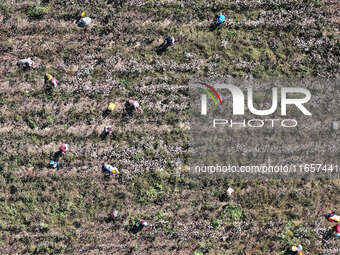 Farmers harvest cotton in Yangliuxue town, Bincheng District, Binzhou city, East China's Shandong province, on October 11, 2024. (