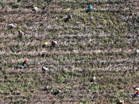 Farmers harvest cotton in Yangliuxue town, Bincheng District, Binzhou city, East China's Shandong province, on October 11, 2024. (