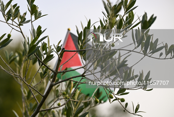 BAYEUX, FRANCE - OCTOBER 11: 
An olive tree stands at the Reporters’ Memorial, symbolizing a tribute to all Palestinian journalists killed i...