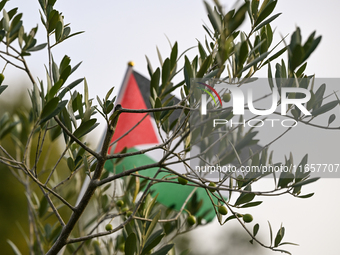 BAYEUX, FRANCE - OCTOBER 11: 
An olive tree stands at the Reporters’ Memorial, symbolizing a tribute to all Palestinian journalists killed i...