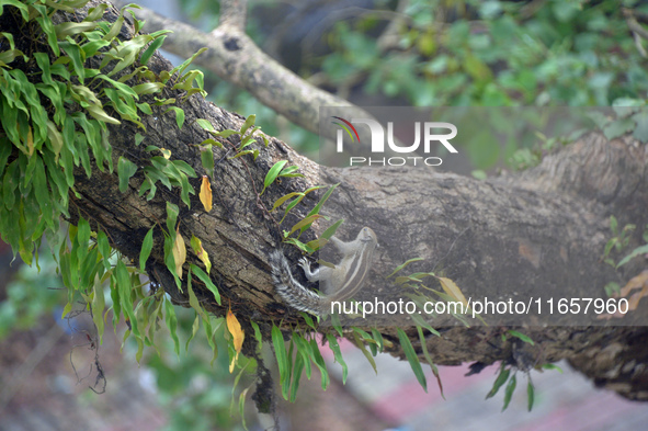 A squirrel climbs a tree as it eats flower blooms in Siliguri, India, on October 12, 2024. 