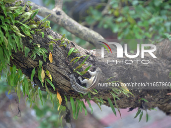 A squirrel climbs a tree as it eats flower blooms in Siliguri, India, on October 12, 2024. (