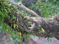 A squirrel climbs a tree as it eats flower blooms in Siliguri, India, on October 12, 2024. (