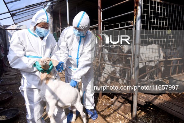 Animal quarantine officers vaccinate goats at Damawan village in Zaozhuang city, East China's Shandong province, on October 12, 2024. 