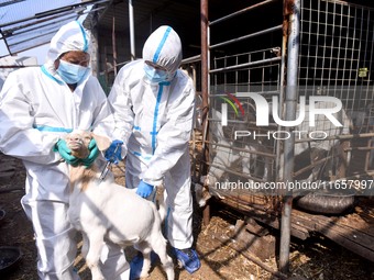 Animal quarantine officers vaccinate goats at Damawan village in Zaozhuang city, East China's Shandong province, on October 12, 2024. (