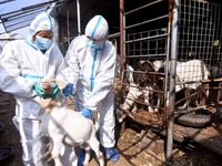 Animal quarantine officers vaccinate goats at Damawan village in Zaozhuang city, East China's Shandong province, on October 12, 2024. (