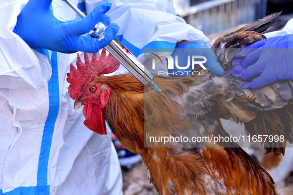 Animal epidemic prevention officers vaccinate roosters in Damawan village, Zaozhuang city, East China's Shandong province, on October 12, 20...