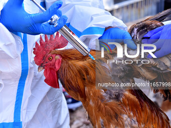 Animal epidemic prevention officers vaccinate roosters in Damawan village, Zaozhuang city, East China's Shandong province, on October 12, 20...