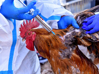 Animal epidemic prevention officers vaccinate roosters in Damawan village, Zaozhuang city, East China's Shandong province, on October 12, 20...