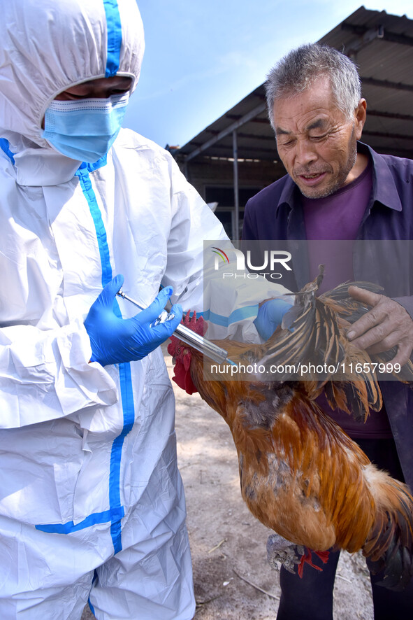 Animal epidemic prevention officers vaccinate roosters in Damawan village, Zaozhuang city, East China's Shandong province, on October 12, 20...