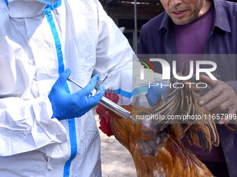 Animal epidemic prevention officers vaccinate roosters in Damawan village, Zaozhuang city, East China's Shandong province, on October 12, 20...