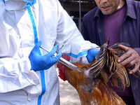 Animal epidemic prevention officers vaccinate roosters in Damawan village, Zaozhuang city, East China's Shandong province, on October 12, 20...