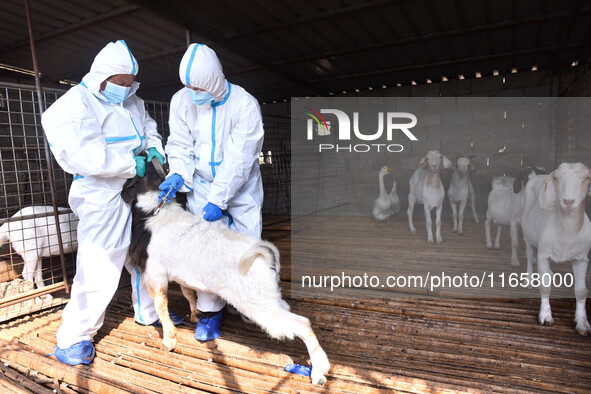 Animal quarantine officers vaccinate goats at Damawan village in Zaozhuang city, East China's Shandong province, on October 12, 2024. 