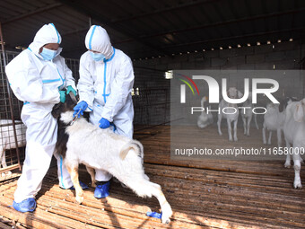 Animal quarantine officers vaccinate goats at Damawan village in Zaozhuang city, East China's Shandong province, on October 12, 2024. (