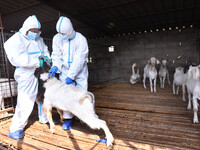 Animal quarantine officers vaccinate goats at Damawan village in Zaozhuang city, East China's Shandong province, on October 12, 2024. (