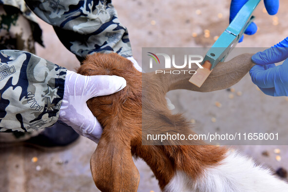 Animal quarantine officers mark the ears of vaccinated goats in Damawan village, Zaozhuang city, East China's Shandong province, on October...