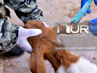 Animal quarantine officers mark the ears of vaccinated goats in Damawan village, Zaozhuang city, East China's Shandong province, on October...