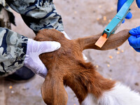 Animal quarantine officers mark the ears of vaccinated goats in Damawan village, Zaozhuang city, East China's Shandong province, on October...