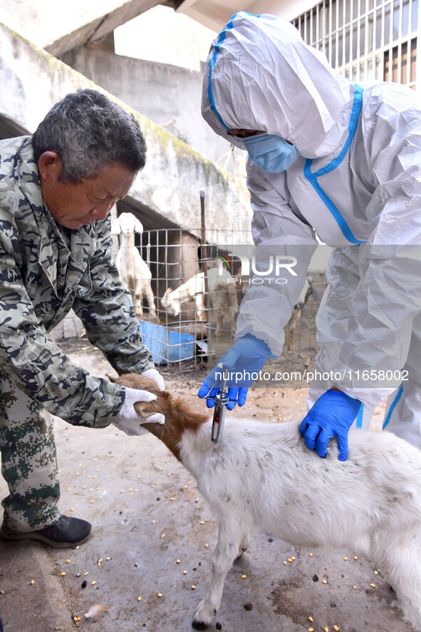 Animal quarantine officers vaccinate goats at Damawan village in Zaozhuang city, East China's Shandong province, on October 12, 2024. 