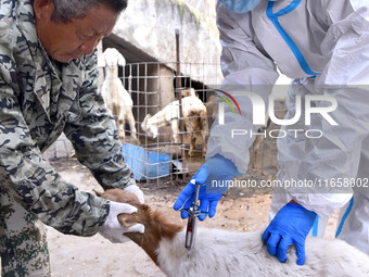 Animal quarantine officers vaccinate goats at Damawan village in Zaozhuang city, East China's Shandong province, on October 12, 2024. (