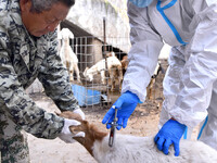 Animal quarantine officers vaccinate goats at Damawan village in Zaozhuang city, East China's Shandong province, on October 12, 2024. (