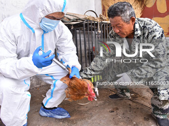 Animal epidemic prevention officers vaccinate roosters in Damawan village, Zaozhuang city, East China's Shandong province, on October 12, 20...