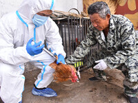 Animal epidemic prevention officers vaccinate roosters in Damawan village, Zaozhuang city, East China's Shandong province, on October 12, 20...