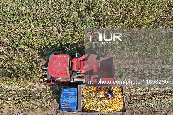 In Xiaoyangjia village, Yantai, China, on October 12, 2024, a farmer loads a truck with harvested corn in a reclaimed corn field. 