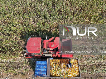 In Xiaoyangjia village, Yantai, China, on October 12, 2024, a farmer loads a truck with harvested corn in a reclaimed corn field. (