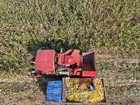 In Xiaoyangjia village, Yantai, China, on October 12, 2024, a farmer loads a truck with harvested corn in a reclaimed corn field. (