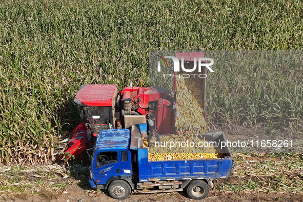 In Xiaoyangjia village, Yantai, China, on October 12, 2024, a farmer loads a truck with harvested corn in a reclaimed corn field. 