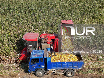 In Xiaoyangjia village, Yantai, China, on October 12, 2024, a farmer loads a truck with harvested corn in a reclaimed corn field. (