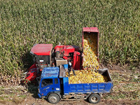 In Xiaoyangjia village, Yantai, China, on October 12, 2024, a farmer loads a truck with harvested corn in a reclaimed corn field. (