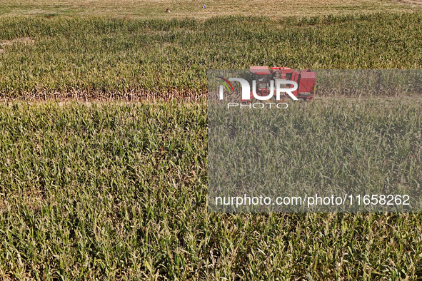 A farmer drives a harvester to harvest corn in a reclaimed corn field in Xiaoyangjia village in Yantai, China, on October 12, 2024. 