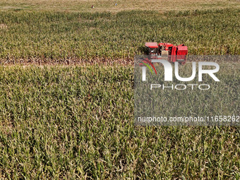 A farmer drives a harvester to harvest corn in a reclaimed corn field in Xiaoyangjia village in Yantai, China, on October 12, 2024. (