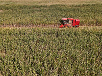 A farmer drives a harvester to harvest corn in a reclaimed corn field in Xiaoyangjia village in Yantai, China, on October 12, 2024. (