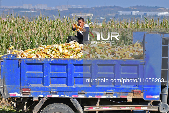 In Xiaoyangjia village, Yantai, China, on October 12, 2024, a farmer loads a truck with harvested corn in a reclaimed corn field. 