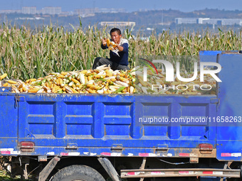 In Xiaoyangjia village, Yantai, China, on October 12, 2024, a farmer loads a truck with harvested corn in a reclaimed corn field. (