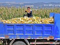 In Xiaoyangjia village, Yantai, China, on October 12, 2024, a farmer loads a truck with harvested corn in a reclaimed corn field. (