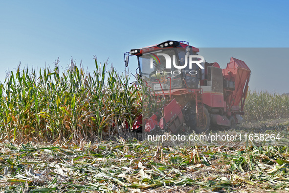 A farmer drives a harvester to harvest corn in a reclaimed corn field in Xiaoyangjia village in Yantai, China, on October 12, 2024. 