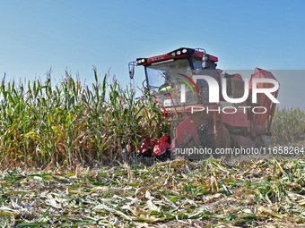 A farmer drives a harvester to harvest corn in a reclaimed corn field in Xiaoyangjia village in Yantai, China, on October 12, 2024. (