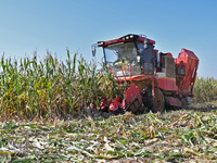 A farmer drives a harvester to harvest corn in a reclaimed corn field in Xiaoyangjia village in Yantai, China, on October 12, 2024. (