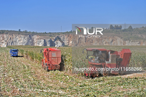 A farmer drives a harvester to harvest corn in a reclaimed corn field in Xiaoyangjia village in Yantai, China, on October 12, 2024. 